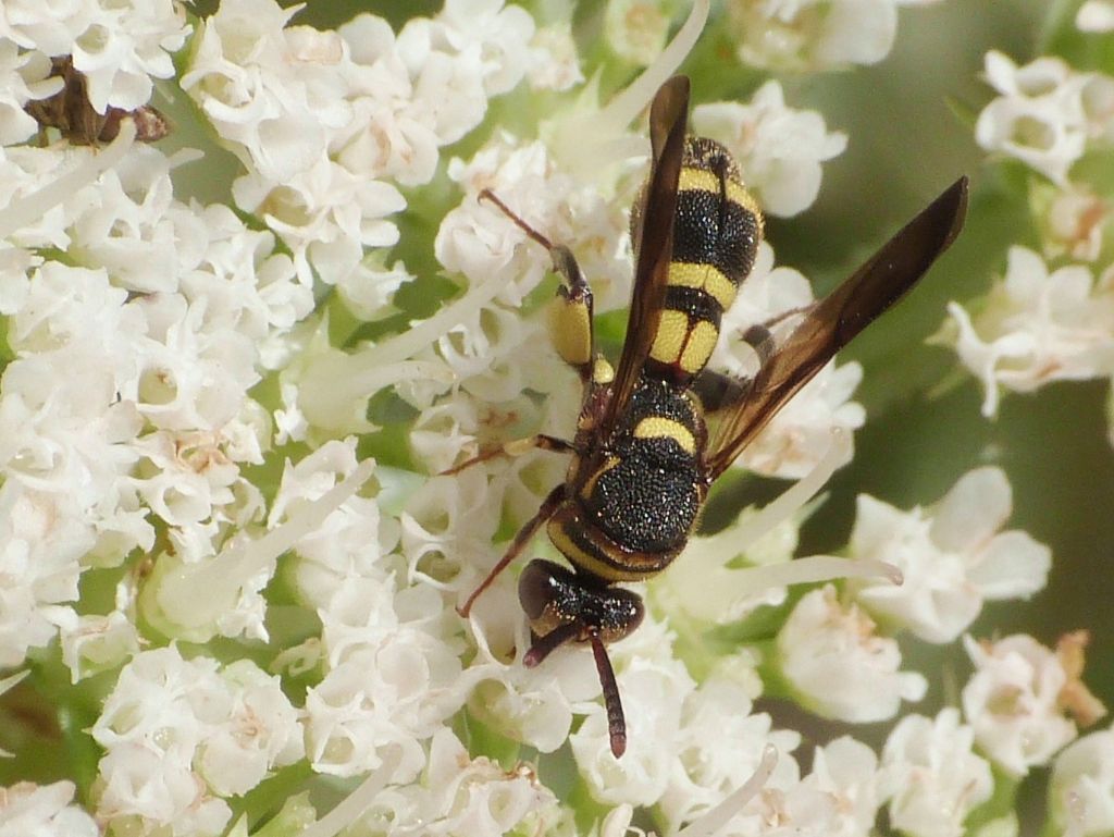 Leucospidae: femmina di Leucospis sinensis